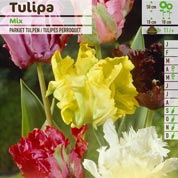 tulipe perroquet en melang